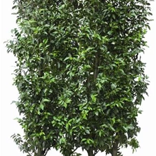 Prunus lusitanica 'Angustifolia' - Heckenelemente, Heckenelement 200-