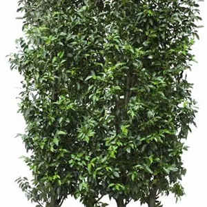 Prunus lusitanica &#39;Angustifolia&#39; - Heckenelemente