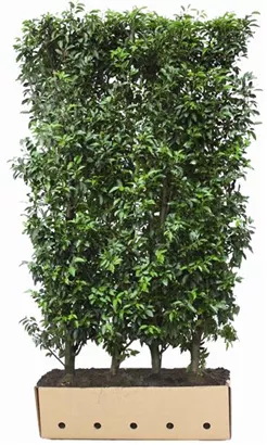 Portug.Lorbeerkirsche 'Angustifolia' - Prunus lusitanica 'Angustifolia' - Heckenelemente