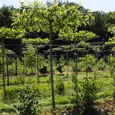 Quercus palustris - Formgehölze, H C 65 Dachform 160x160Sth. 220 cm 12- 14