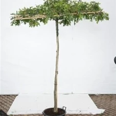 Quercus palustris - Formgehölze, H C 80 Dachform 160x160 Sth. 220 cm 14- 16