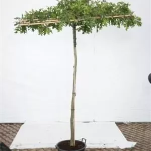 Quercus palustris - Formgeh&#246;lze