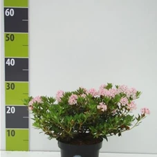 Rhododendron micranthum 'Bloombux', C 2 Breite: 20- 25