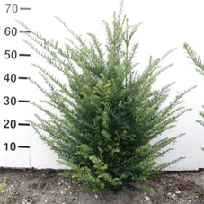 Taxus baccata - Heckenpflanzen, mB 50- 60