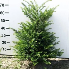 Taxus baccata - Heckenpflanzen, mB 60- 70
