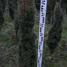 Taxus baccata 'David' - Heckenpflanzen, mB 80- 100