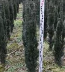 Schmale Säuleneibe - Taxus baccata 'Fastigiata Robusta'