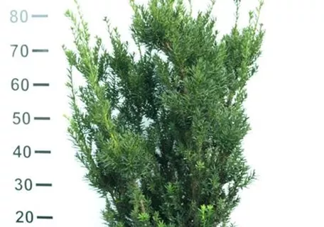 Taxus media 'Hillii' - Heckenpflanzen - Eibe 'Hillii'