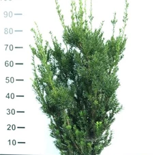 Taxus media 'Hillii' - Heckenpflanzen, 3xv mB 80- 100