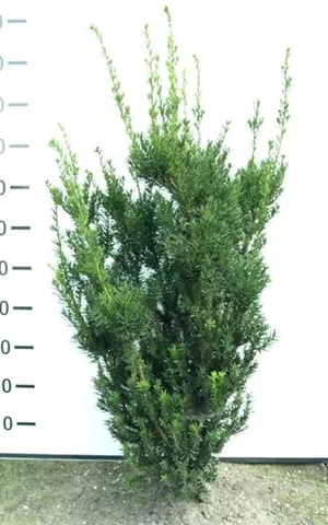 Taxus media 'Hillii' - Heckenpflanzen