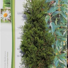 Thuja occidentalis 'Brabant' - Heckenpflanzen, C 25 140- 160