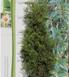 Lebensbaum 'Brabant' - Thuja occidentalis 'Brabant' - Heckenpflanzen