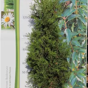 Thuja occidentalis &#39;Brabant&#39; - Heckenpflanzen