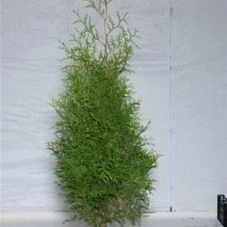 Thuja occidentalis 'Brabant' - Heckenpflanzen, 3xv mB 125- 150