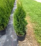 Lebensbaum 'Smaragd' - Thuja occidentalis 'Smaragd' - Heckenelemente
