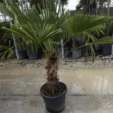 Trachycarpus fortunei, C 50 Sth. 50-60 125- 150