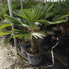 Trachycarpus fortunei, C 45 Sth. 40-50 125- 150