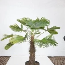 Trachycarpus fortunei, C 80 Sth. 90-100 150- 200