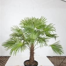 Trachycarpus fortunei, C 50 Sth. 60-70 150- 200