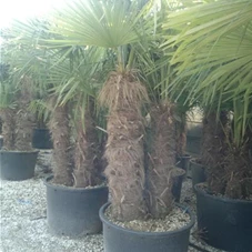 Trachycarpus fortunei, C 130 2-3 St. Sth. 100-120 200- 250
