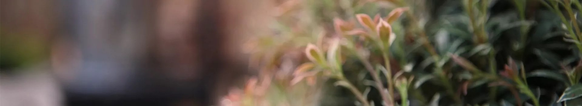 Japanisches Schattenglöckchen - Einpflanzen im Garten