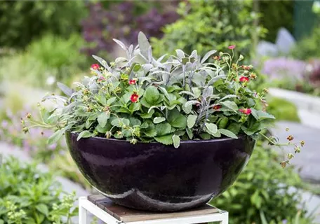 Salvia officinalis 'Tricolor' - Dreifarbiger Garten-Salbei