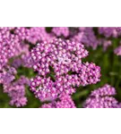 Garten-Schaf-Garbe - Achillea millefolium 'Lilac Beauty'