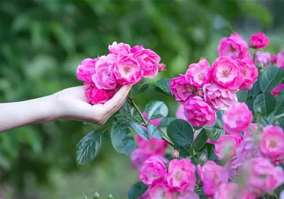 Die Rose – Wellness und Schönheit in einem