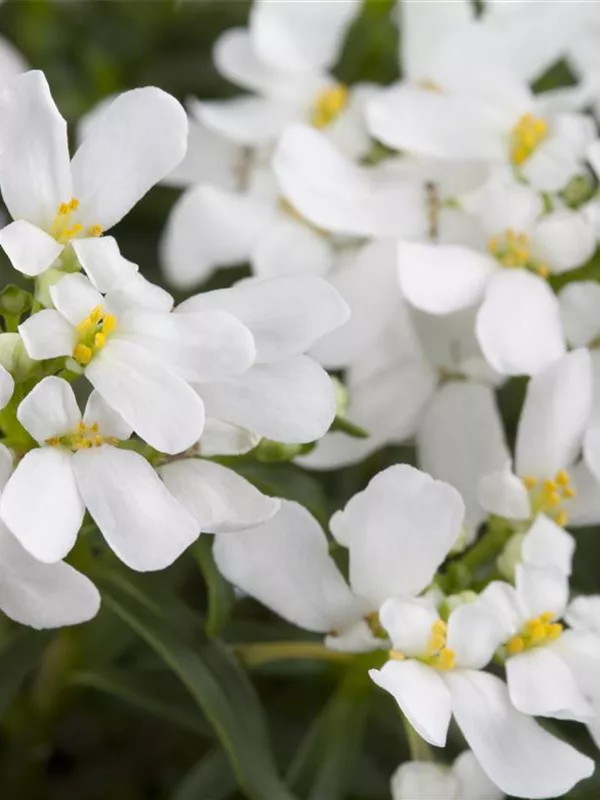 Iberis sempervirens 'Snowflake', Immergrüne GartenSchleifenblume