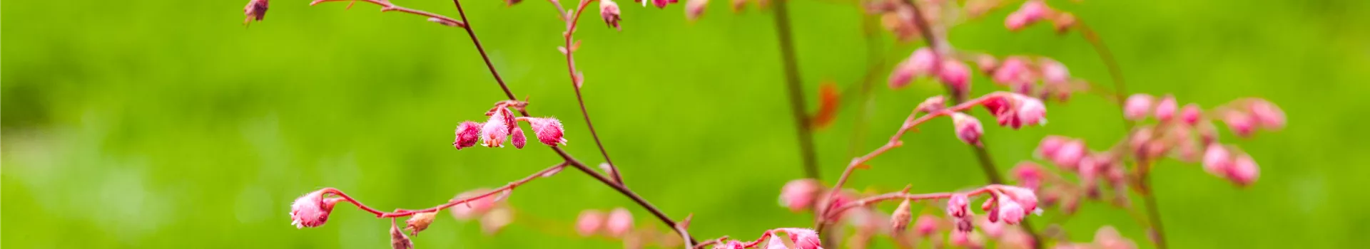 Das Purpurglöckchen – Zarte und filigrane Schönheit