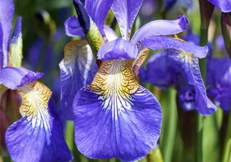 Iris sibirica - Bartlose Wiesen-Schwertlilie