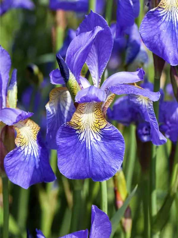 Iris sibirica, Bartlose WiesenSchwertlilie Semper Verde