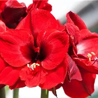 Amaryllis anschneiden – Schnittblumen für die Vase