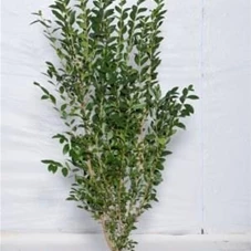 Ligustrum ovalifolium - Heckenpflanzen, mB 125- 150