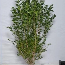 Ligustrum ovalifolium - Heckenpflanzen, mB 150- 175