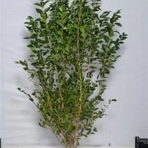 Ligustrum ovalifolium - Heckenpflanzen
