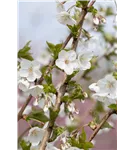 Zierkirsche 'Umineko' - Prunus 'Umineko' CAC
