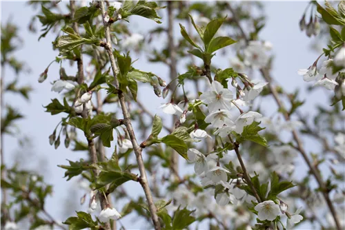 Zierkirsche 'Umineko' - Prunus 'Umineko' CAC