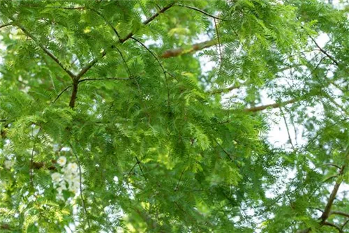 Chinesisches Rotholz - Metasequoia glyptostroboides - Formgehölze