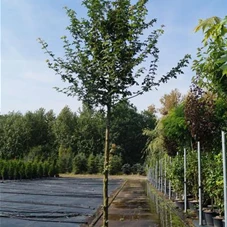 Acer campestre 'Elsrijk' - Baum, H 3xv mDb 14- 16