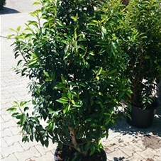 Prunus lusitanica 'Angustifolia' - Heckenpflanzen, C 20 - Aktion 120- 140