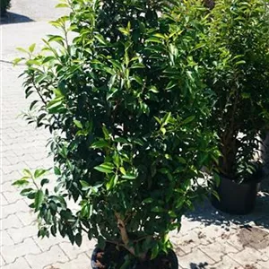 Prunus lusitanica &#39;Angustifolia&#39; - Heckenpflanzen