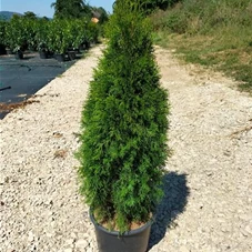 Thuja occidentalis 'Smaragd' - Heckenpflanzen, C 20 100- 120