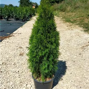 Thuja occidentalis &#39;Smaragd&#39; - Heckenpflanzen