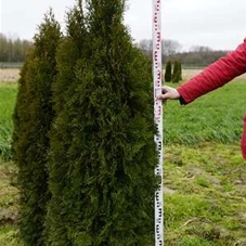 Thuja occidentalis 'Smaragd' - Heckenpflanzen, 4xv mB 160- 180