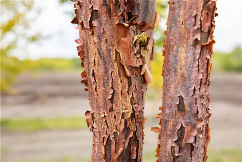 Zimtahorn - Acer griseum