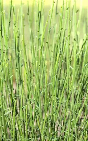 Cytisus praecox 'Hollandia' - Wildgehölze