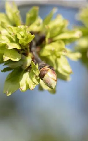 Ulmus glabra