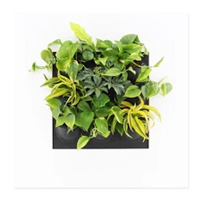 LiveMix, Lemon Surprise 