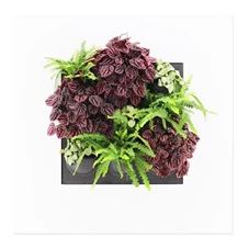 LiveMix, Schumi Red 